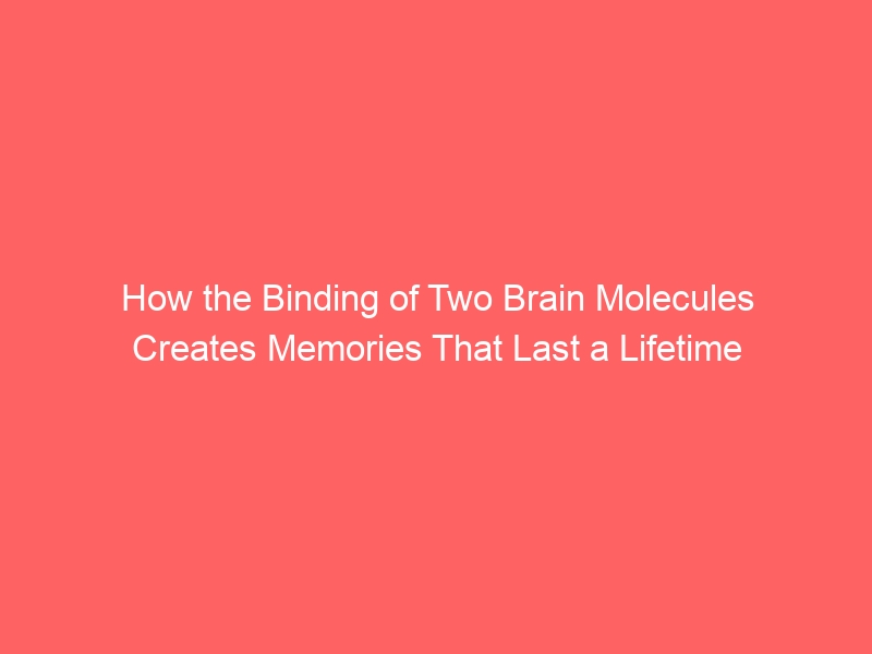 How the Binding of Two Brain Molecules Creates Memories That Last a Lifetime