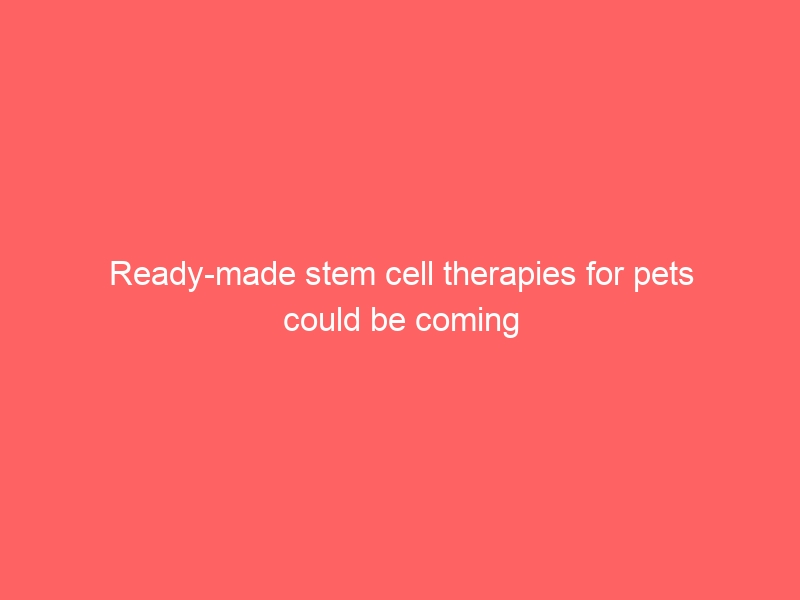 Ready-made stem cell therapies for pets could be coming